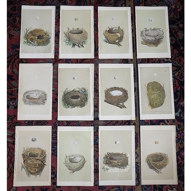 Authentic Antique 19th Century Hand Colored Bird Nest & Egg Lithographs - Set of 12 For Sale - Image 9 of 9