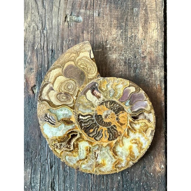 Stone Vintage Fossilized Ammonite Specimen For Sale - Image 7 of 12