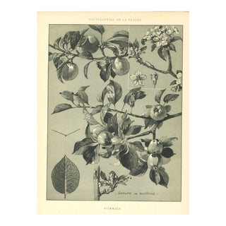 1904 French Antique Botanical Lithograph-Apple, With Documentatio For Sale