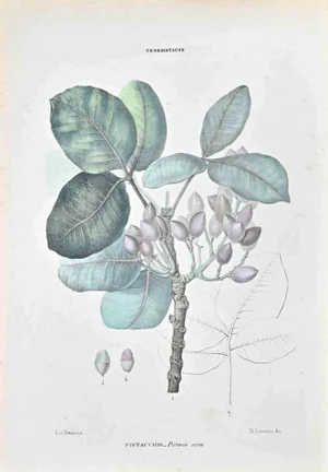 Vincenzo Tenore, The Terebintaceae, Lithograph, 1870s