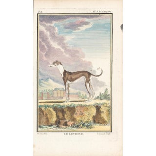 1758 Buffon Dog Engraving "Le Levrier" (Greyhound) For Sale