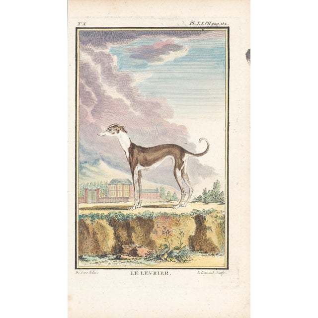 1758 Buffon Dog Engraving "Le Levrier" (Greyhound) For Sale