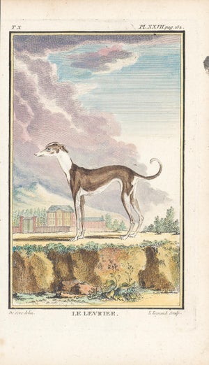 1758 Buffon Dog Engraving "Le Levrier" (Greyhound)