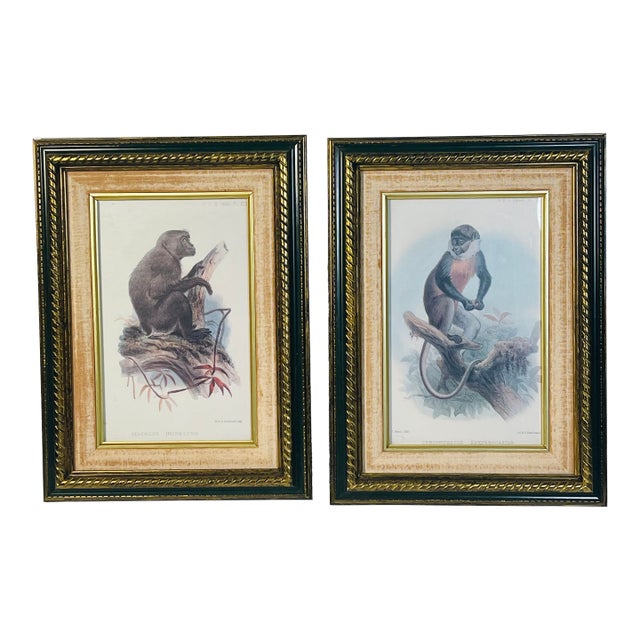 1960s Hanhart Manley Macacus Chromolithographs - Set of 2 For Sale