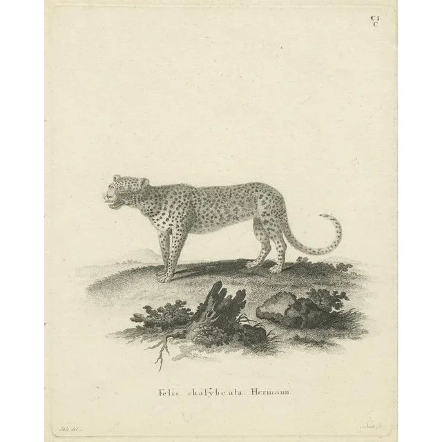 Antique Engraving of a Leopard (Felis chalybeata Hermann), drawn by Ihle, engraved by Bock, circa 1800 : This finely...