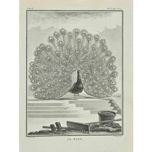The peacock is an etching realized by haussard in 1771. signed in flat. The Artwork Belongs to the Suite "Natural, General...