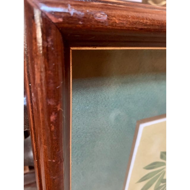 Mid 20th Century Turner Botanical Still Life Print, Framed For Sale - Image 10 of 13