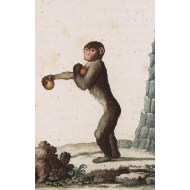 Pair of Original Early 19th Century French Monkey Engravings 1800 For Sale - Image 9 of 9