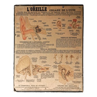 Vintage L'Oreille Teaching Chart by Emile Deyrolle, Paris, France, 1950s For Sale