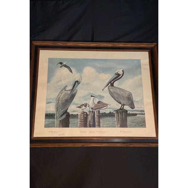 Late 20th Century Large Framed Ray Harm Coastal Shorebird Wildlife Print For Sale In Miami - Image 6 of 10