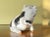 1970s 1970s Italian Ceramic Pig For Sale - Image 5 of 12