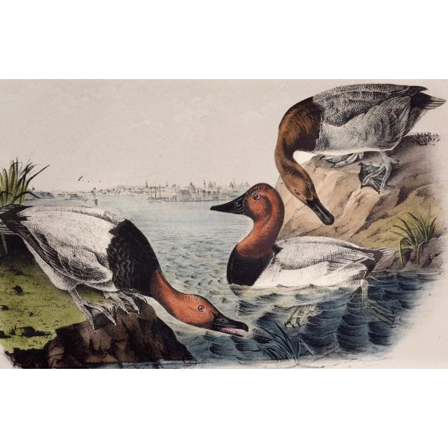 This is an original John James Audubon hand-colored lithograph entitled "Canvass Back Duck, 1. Male 2. Female, View of...