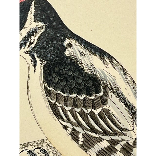 Late 19th Century Antique Hand Tinted Bird Print From England Featuring a Black & Red Hairy Woodpecker - Circa 1880 For Sale - Image 5 of 11