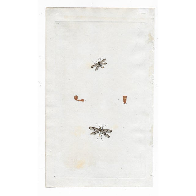 Early 19th Century Antique Moth and Butterfly Engravings - Set of Four For Sale - Image 5 of 5