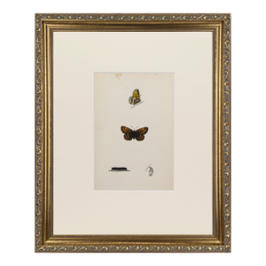 19th Century Antique Morris Butterfly Print Hand Colored Lithograph 1853