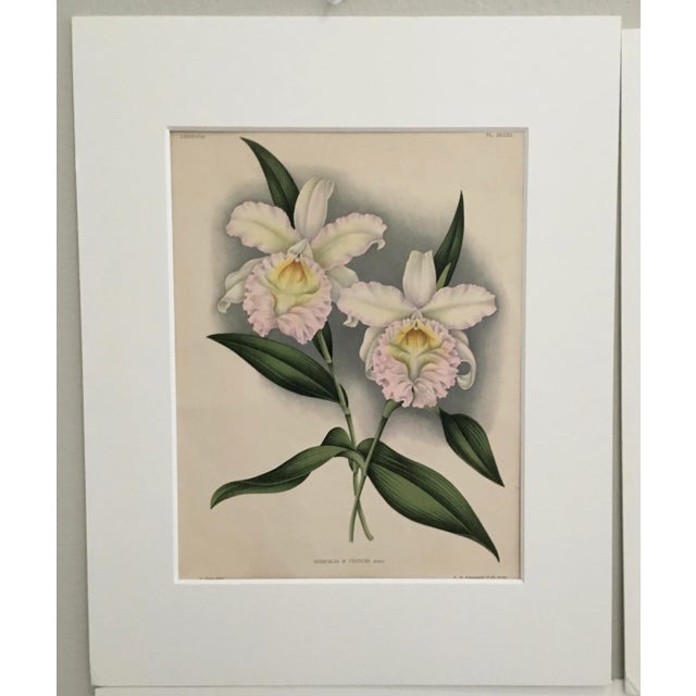 Set of Four Vintage Flower Botanical Chromolithographs circa 1890. Purchased from The Allery Gallery on Queen Street in...