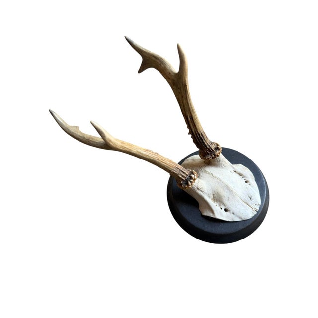 Cabin Roe Deer Trophy 207 Black Forest Antlers For Sale - Image 3 of 5