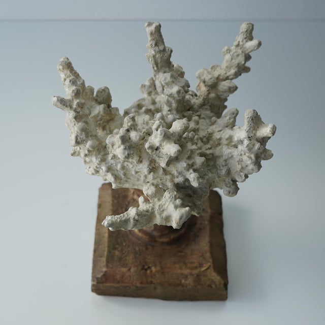 Faux Coral Assemblage on an Antique Italian Urn Decorative Sculpture For Sale - Image 10 of 15