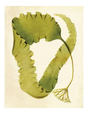 Harvey Seaweeds 12, Unframed Artwork