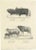 Schinz, Illustration of Oxen and Sheep, 1830, Print For Sale