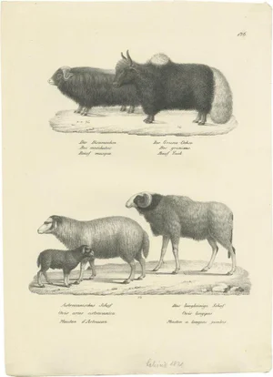 Schinz, Illustration of Oxen and Sheep, 1830, Print