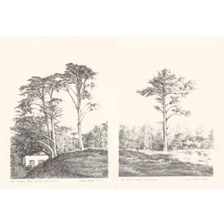 Drawing Original Presidio Trees 8*10 Landscape Pencil Art by Carrie Bergey - Tree # 6916-6039-6917-6918-7812 For Sale