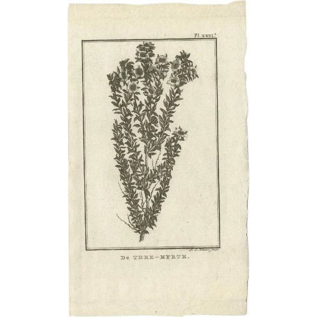Early 19th Century Cook, Myrtus or Myrtle Plant, 1803, Paper For Sale - Image 5 of 5