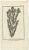 Early 19th Century Cook, Myrtus or Myrtle Plant, 1803, Paper For Sale - Image 5 of 5