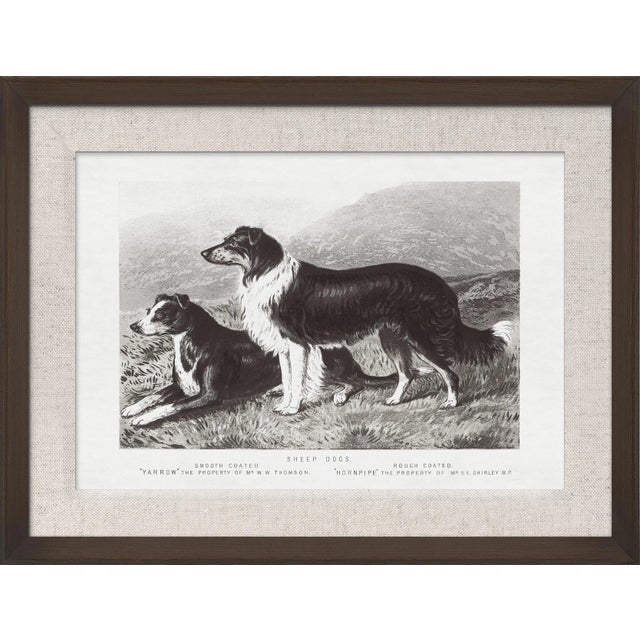Contemporary Cassell Dogs; Sheep Dogs, Framed Artwork For Sale - Image 3 of 3