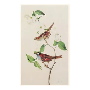 1966 Vintage Cottage Print "White-Throated Sparrow" After John James Audubon