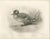 After Lilian Medland, Garganey, 1909, Print For Sale - Image 3 of 9