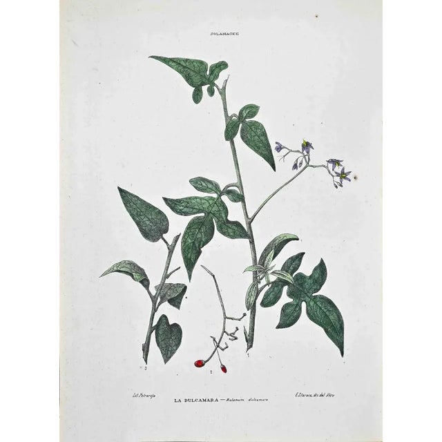 Lithograph hand watercolored. Plate from "Atlante di Botanica popolare ossia Illustrazione di Piante Notevoli di ogni...