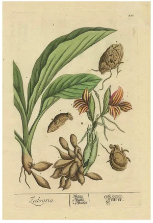 Blackwell, Botanical Illustration of White Turmeric (Turmeric Zedoaria), 1696, Print