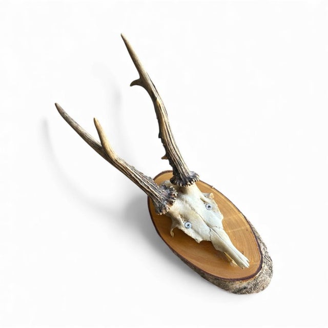 Cabin Roe Deer Trophy 30, Black Forest Antlers For Sale - Image 3 of 5
