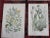 Authentic Antique 19th Century Botanical Lithographs - Set of 12 For Sale In Cincinnati - Image 6 of 7