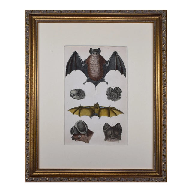 19th Century Antique Hand Colored Bat Engraving by Goldsmith For Sale