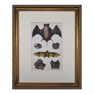 19th Century Antique Hand Colored Bat Engraving by Goldsmith