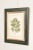 Traditional Botanical Illustration Foliate Berry Colored Engraving, Custom Framed For Sale - Image 3 of 13