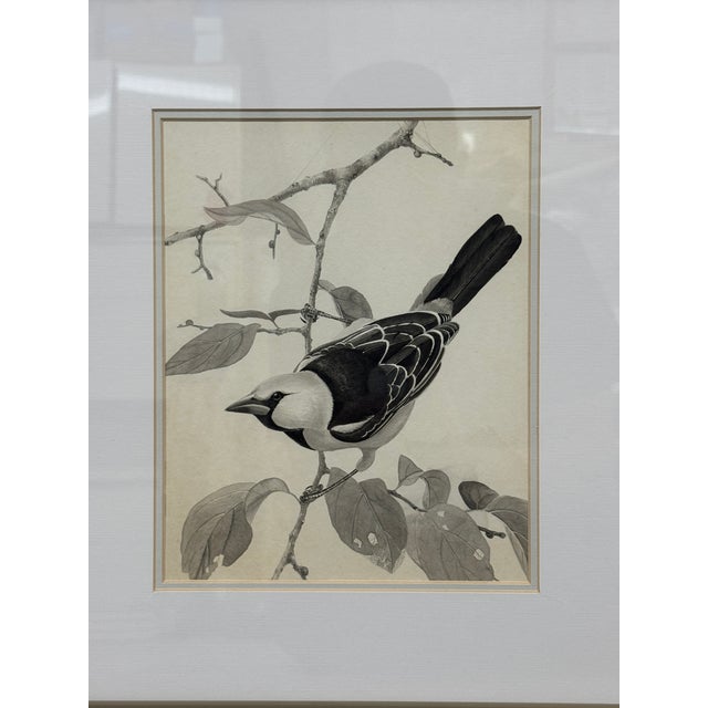 Larry Haines Loggerhead Shrike Series Bird Study Drawing, Framed For Sale - Image 4 of 12