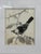 Larry Haines Loggerhead Shrike Series Bird Study Drawing, Framed For Sale - Image 4 of 12