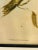 John Gould, Birds of Australia, 1800s, Lithograph, Framed, in Good conditions. Designed before 1890 I have official proof...