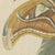 Bertuch, Atlas Moth on a Flowering Branch, 1805, Print For Sale - Image 9 of 12