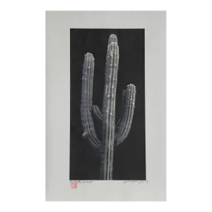 Cactus, Jonathan Singer, Photography