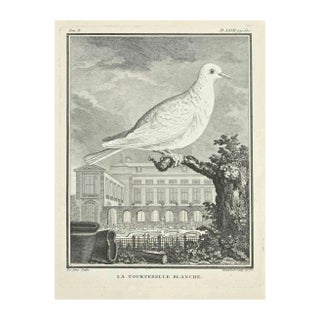 Jacques Blanchon, La Tourtereller Blanche, Etching, 1771 For Sale