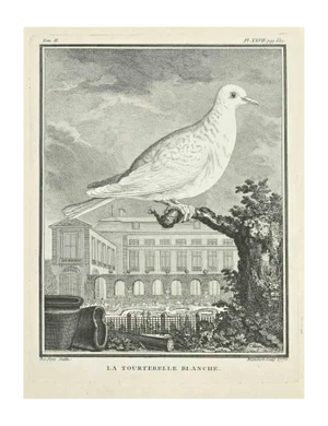 Jacques Blanchon, La Tourtereller Blanche, Etching, 1771