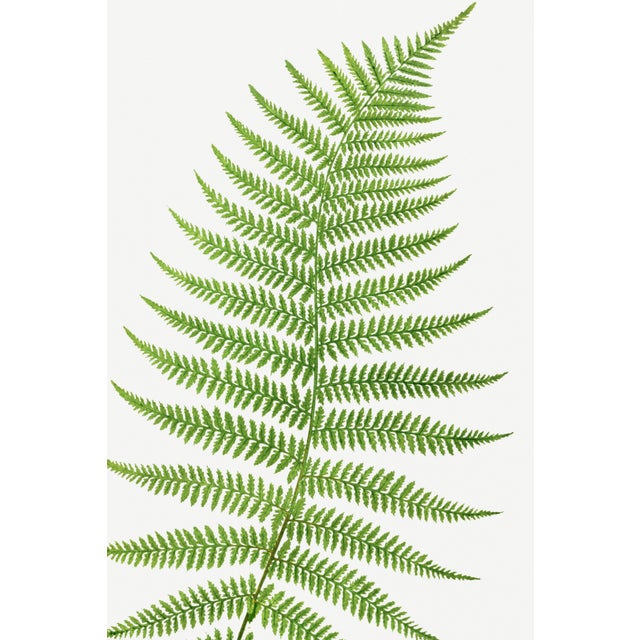 Vintage botanical artwork reproduced and refined for modern printing. Featuring a graceful lady fern rendered in delicate...