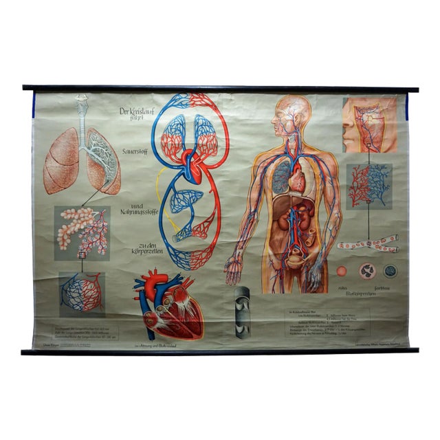 Medical Poster Rollable Wall Chart Respiration Blood Circulation For Sale