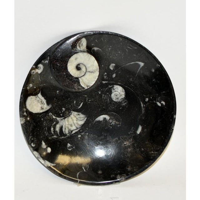 2020s Pair Large Ammonite Plates Black White 6.25" Millions Years For Sale - Image 5 of 9