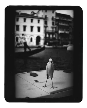 Untitled, Heron Venice, Giacomo Brunelli, Travel Photography, 2007
