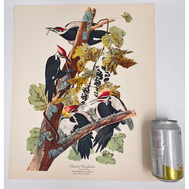 Audubon Bird Print – “Pileated Woodpecker”, 1964 Abrams Folio – Vintage Ornithology Art 1964 print from "The Audubon...